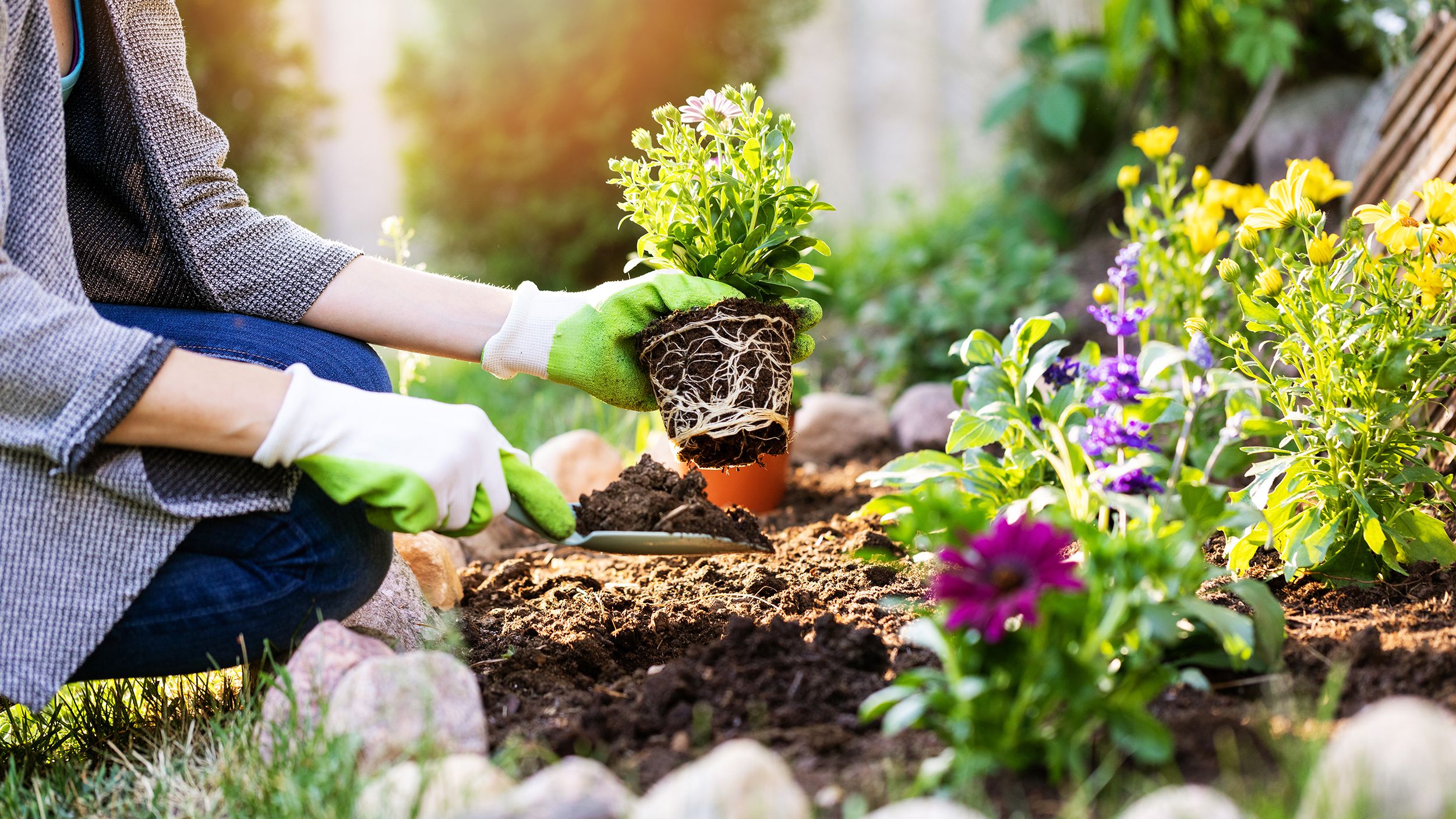 A beautiful Plants is like having a friend around the House